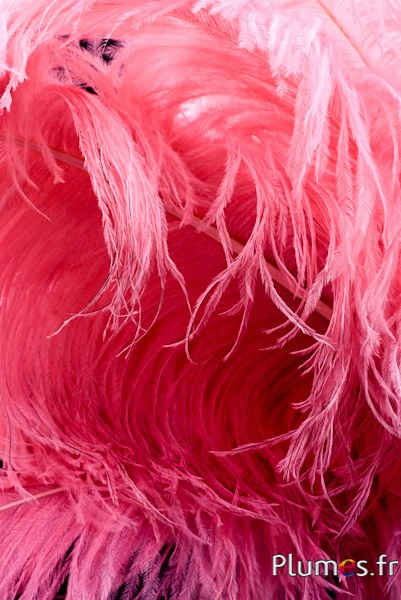 Autruche premium - 50-60 cm - rose ancien